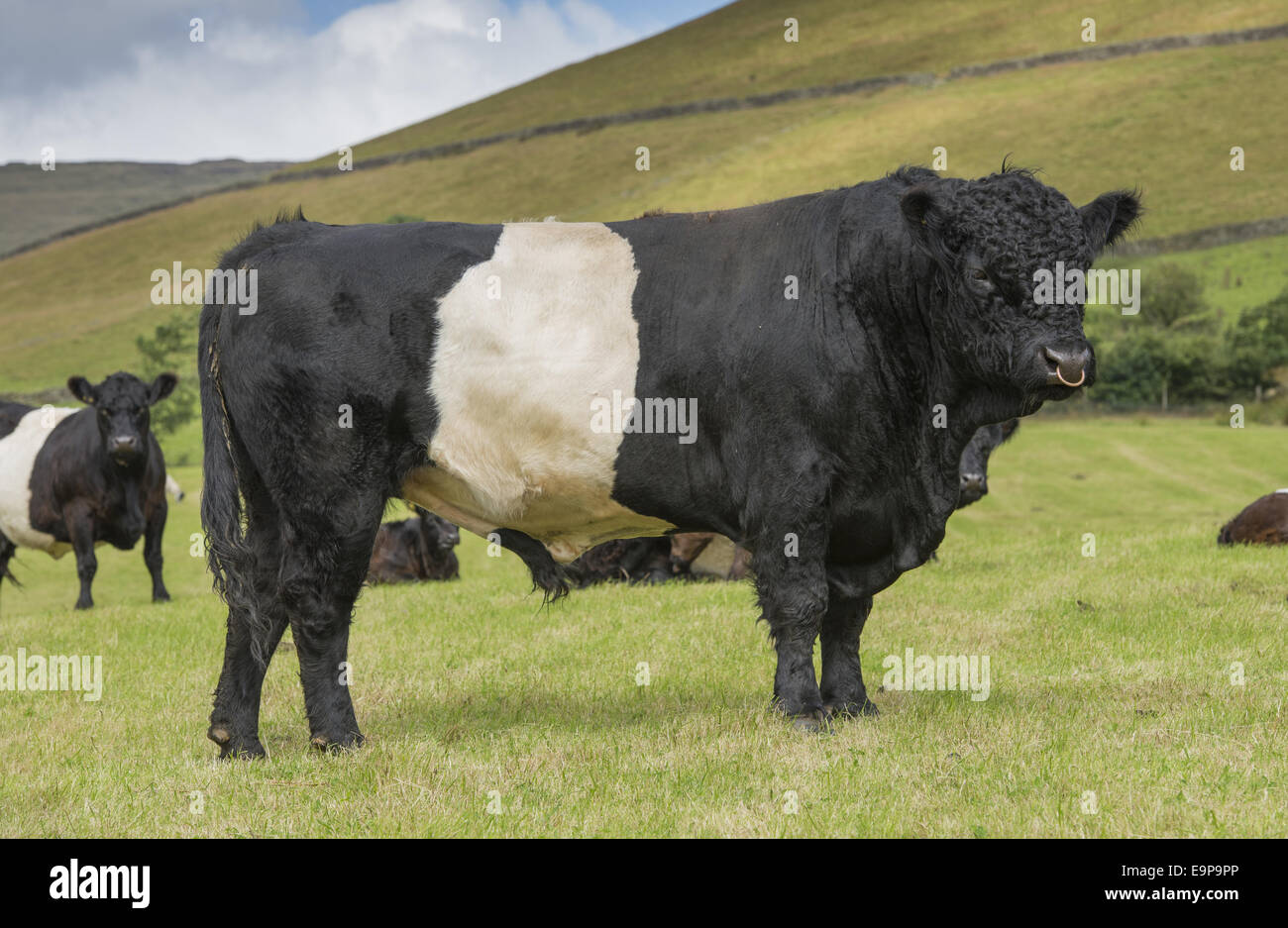 Pasture galloway cows scottish hi-res stock photography and images - Alamy