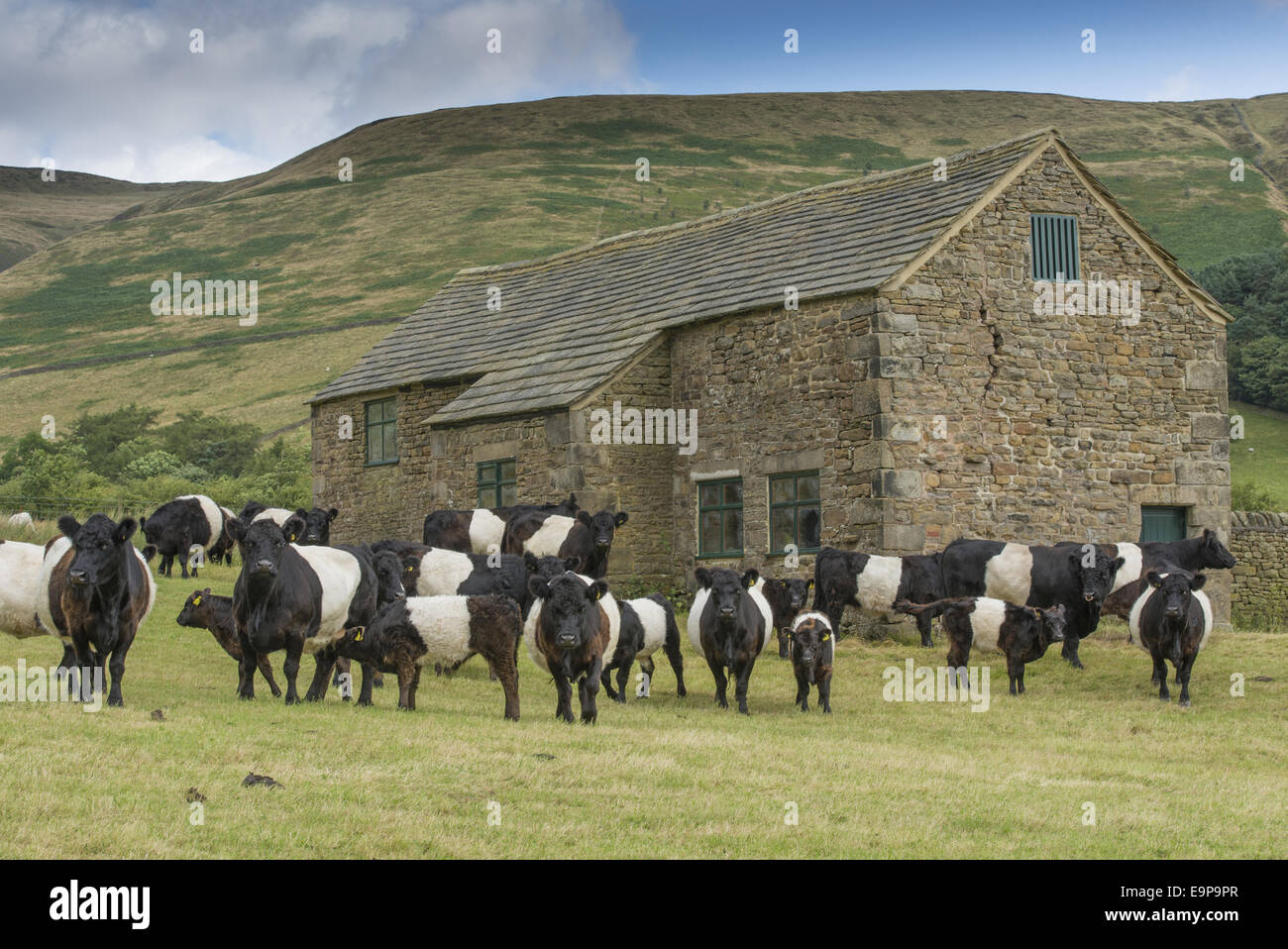 Фото шотландских ферм. Scotland cows. Рога коровы. There are many cows in scotland. There are many cows in scotland.