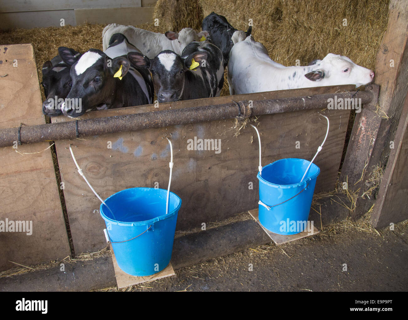 Domestic Cattle British Blue X Holstein Calves In Straw Pen With