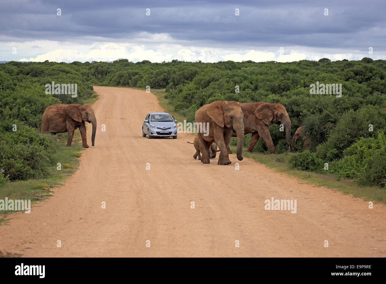 African Elephant (Loxodonta africana) adult females and calves, herd crossing road with car, Addo Elephant N.P., Eastern Cape, South Africa, December Stock Photo