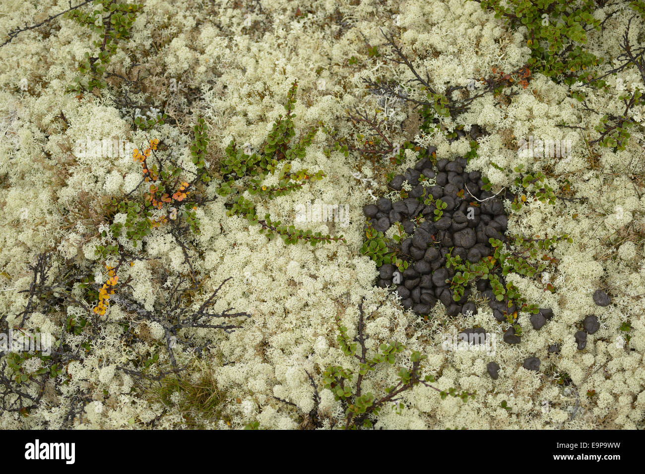 Muskox (Ovibos moschatus) droppings, pile amongst Reindeer Lichen (Cladonia rangiferina) and Dwarf Birch (Betula nana), Dovrefjell-Sunndalsfjella N.P., Oppdal, Norway, August Stock Photo