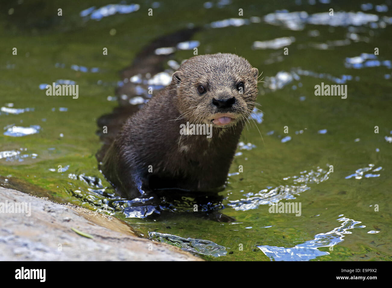 Spotted-necked Otter (Hydrictis maculicollis) adult, standing in shallow water, Eastern Cape, South Africa, December (captive) Stock Photo