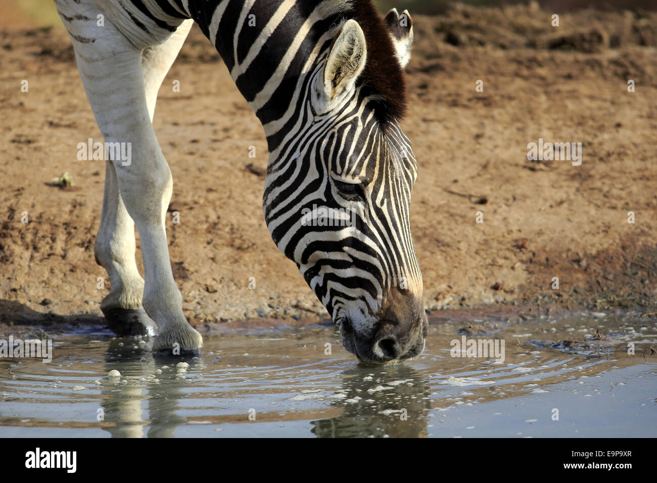 Burchell's Zebra (Equus quagga burchelli) adult, close-up of head and front legs, drinking, Addo Elephant N.P., Eastern Cape, South Africa, December Stock Photo