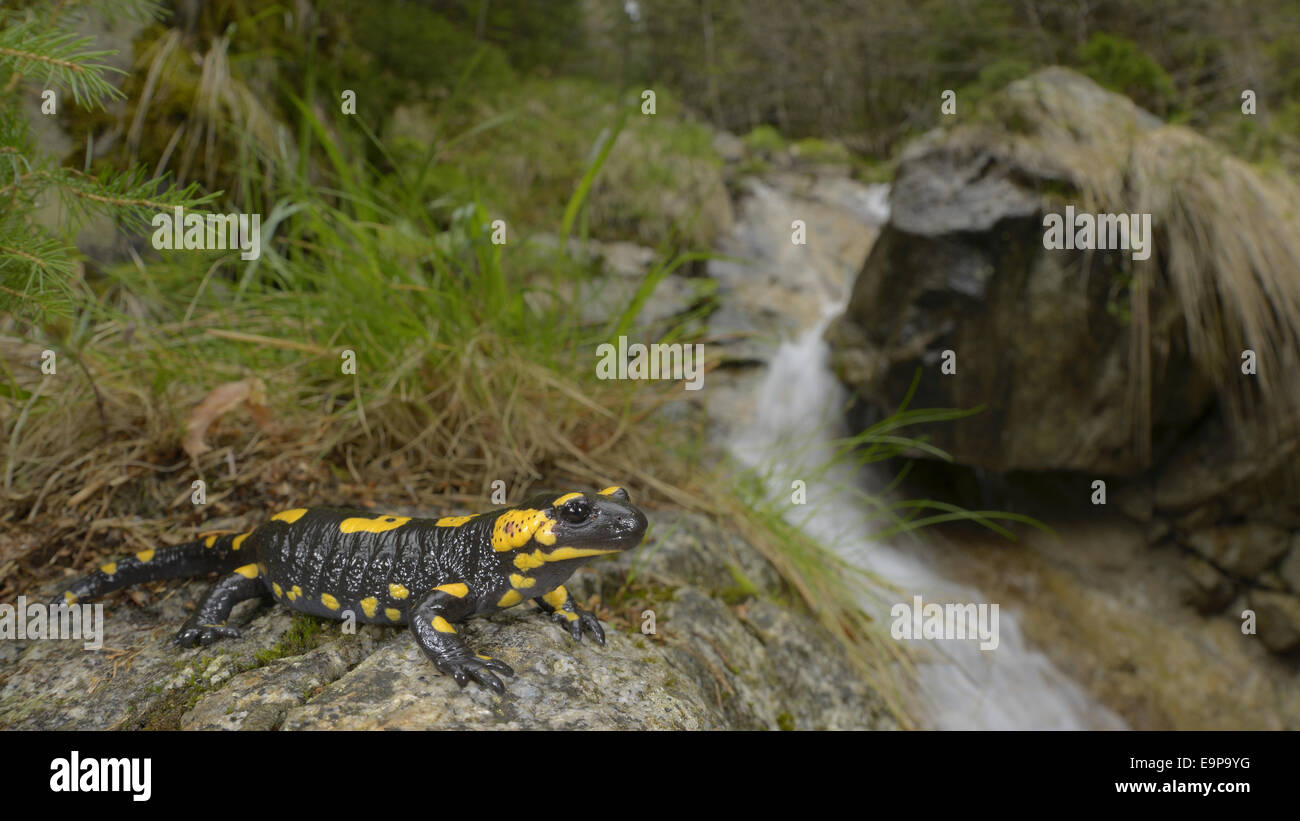 Fire Salamander (Salamandra salamandra) adult, resting on rock at edge