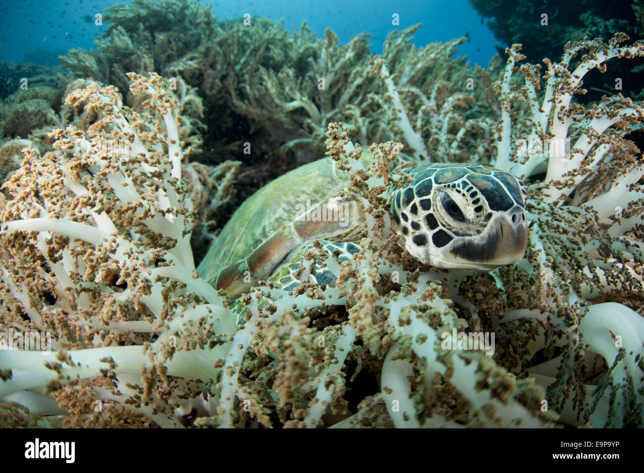 Green Sea Turtle (Chelonia mydas) adult, resting amongst coral, Gili Lawa Laut, near Komodo Island, Komodo N.P., Lesser Sunda Islands, Indonesia, July Stock Photo