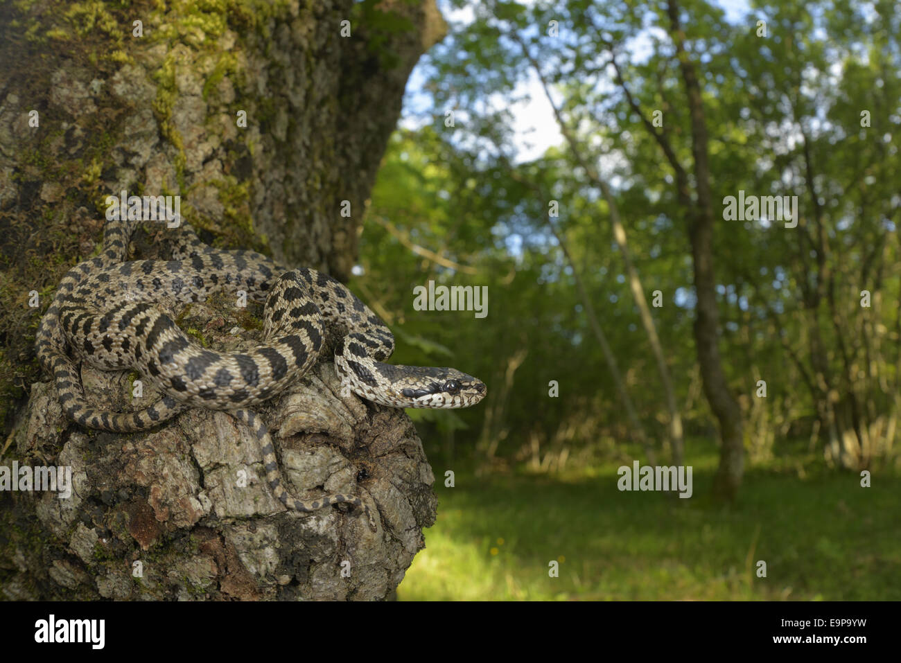 Four-lined Snake (Elaphe quatuorlineata) young, coiled on Downy Oak (Quercus pubescens) trunk, Croatia, April Stock Photo