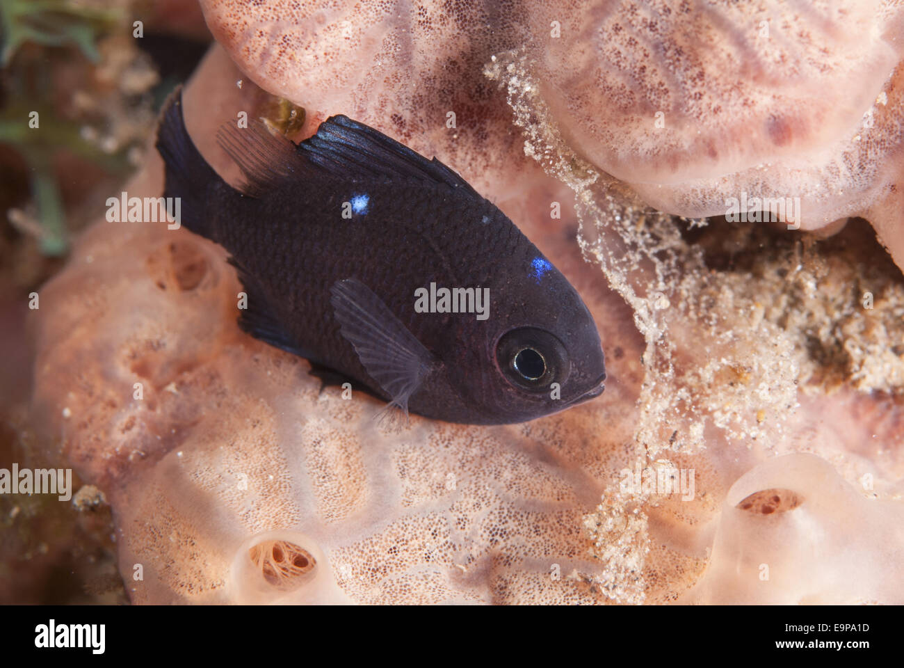 Threespot Dascyllus (Dascyllus trimaculatus) juvenile, resting on sponge, Uhak Reef, Wetar Island, Barat Daya Islands, Lesser Sunda Islands, Maluku Province, Indonesia, October Stock Photo