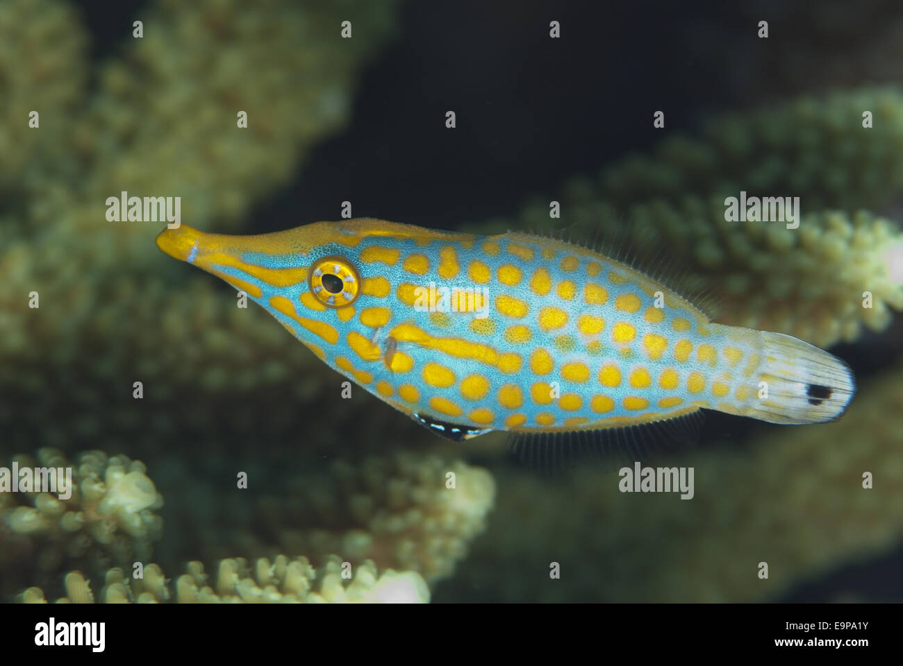 Longnose Filefish (Oxymonacanthus longirostris) adult, Tanjung Nukae, Wetar Island, Barat Daya Islands, Lesser Sunda Islands, Maluku Province, Indonesia, October Stock Photo