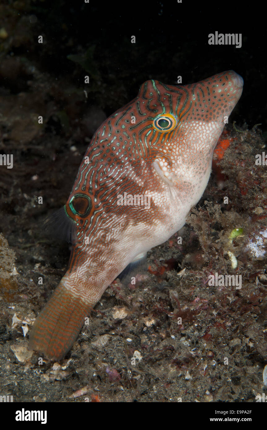 Compressed Toby (Canthigaster compressa) adult, swimming at night, Lembeh Straits, Sulawesi, Greater Sunda Islands, Indonesia, August Stock Photo