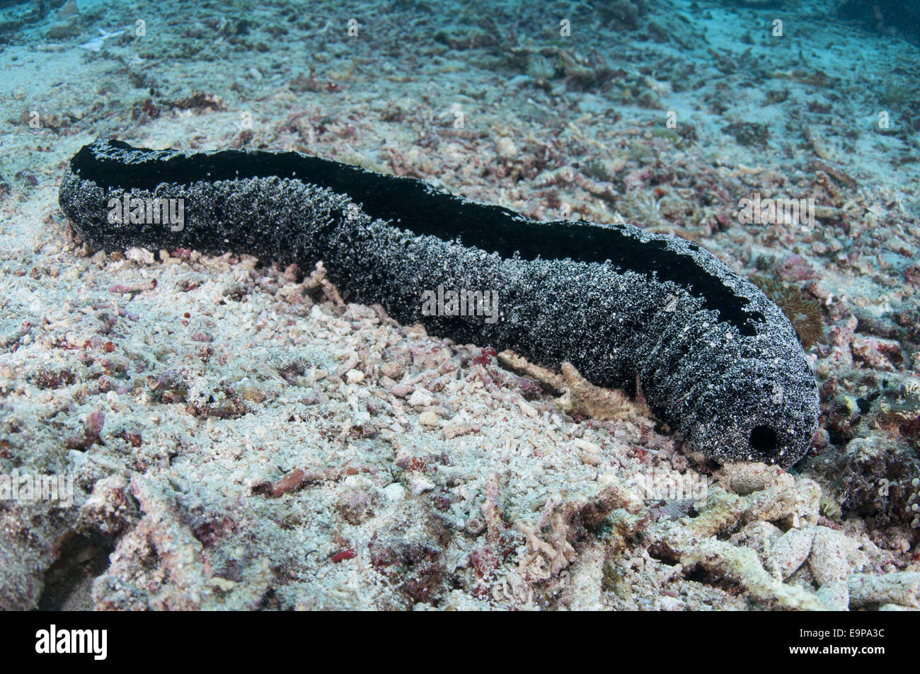 Lollyfish Sea Cucumber (Holothuria atra) adult, Nusa Penida, Bali, Lesser Sunda Islands, Indonesia, October Stock Photo