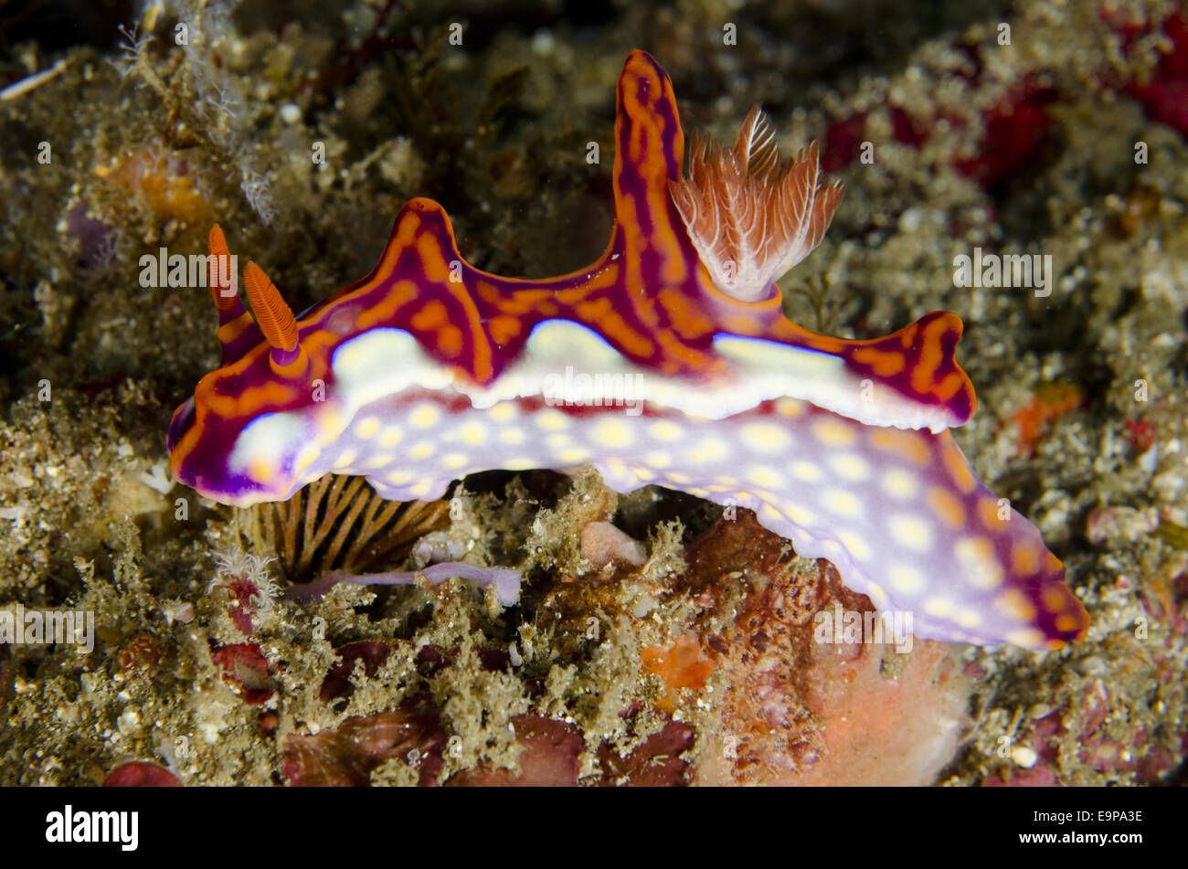 Magnificent Ceratosoma Nudibranch (Ceratosoma magnificum) adult, Horseshoe Bay, Nusa Kode, Rinca Island, Komodo N.P., Lesser Sunda Islands, Indonesia, July Stock Photo