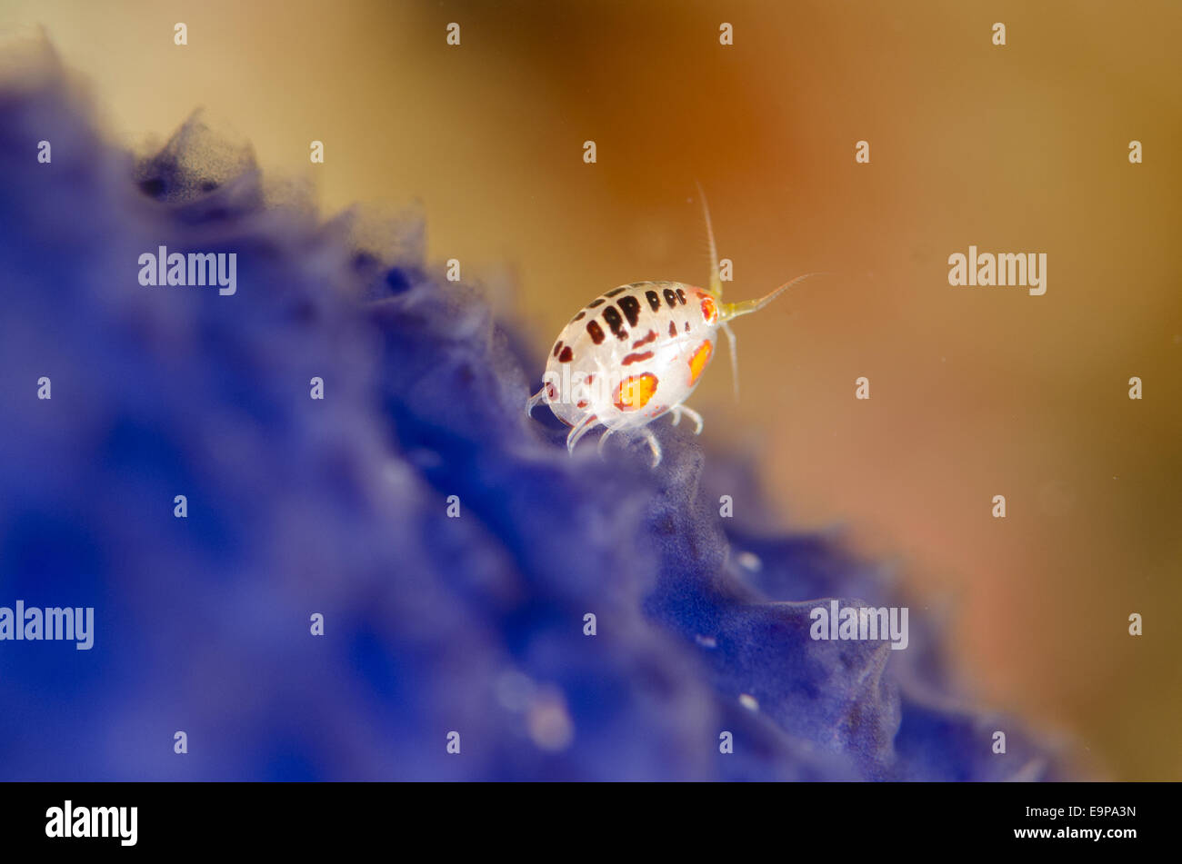 Ladybug Amphipod (Cyproideidae sp.) adult, on blue seasquirt, Horseshoe Bay, Nusa Kode, Rinca Island, Komodo N.P., Lesser Sunda Stock Photo