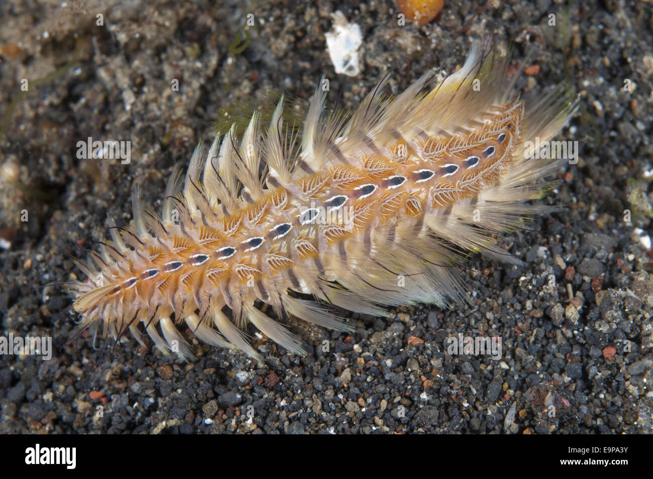 Golden Bristle Worm (Chloeia flava) adult, on black sand at night, Jahir, Lembeh Straits, Sulawesi, Greater Sunda Islands, Indonesia, September Stock Photo