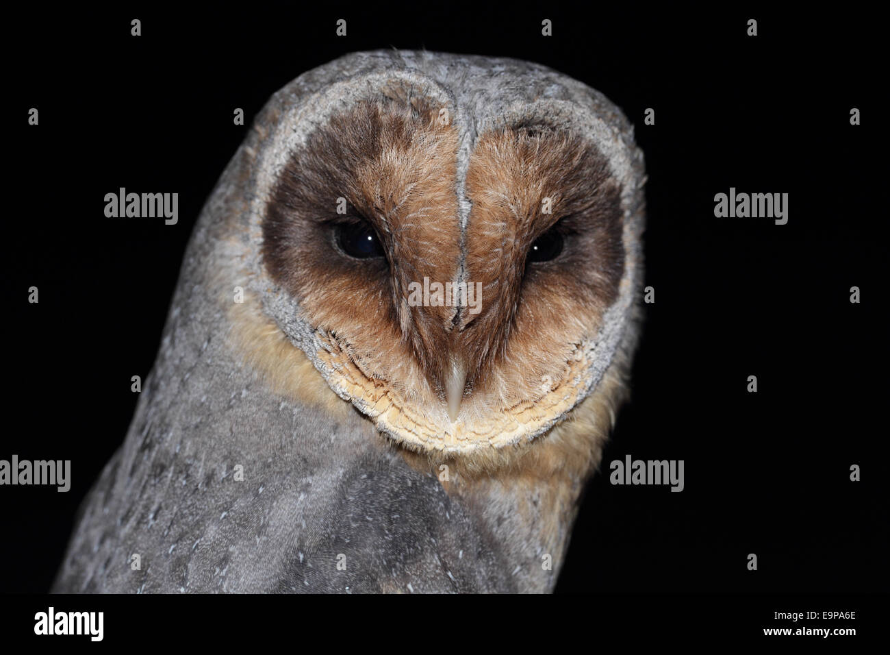 Barn Owl (Tyto alba) melanistic phase, adult, close-up of head, on woodland edge at night, Hertfordshire, England, July (captive) Stock Photo