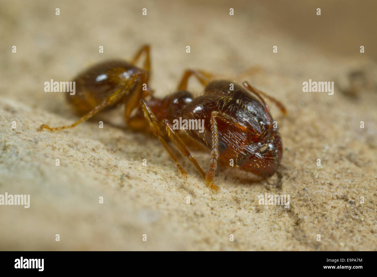 Mediterranean Dimorphic Ant (Pheidole pallidula) adult, large-headed worker, caste chew seeds to feed colony, Ile St. Martin, Aude, Languedoc-Roussillon, France, May Stock Photo