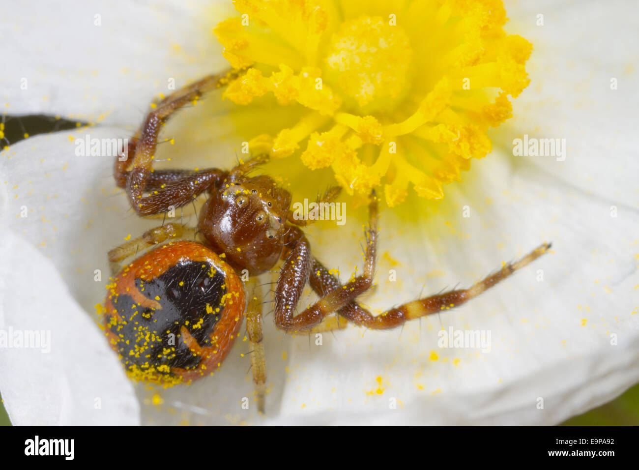 Napoleon Crab Spider (Synema globosum) adult female, in Narrow-leaved Cistus (Cistus monspeliensis) flower, Montagne de la Clape, Aude, Languedoc-Roussillon, France, May Stock Photo