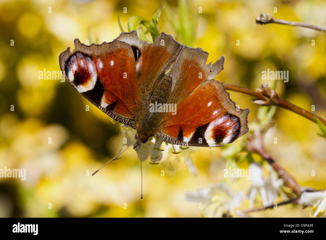 Peacock Butterfly (Inachis io) adult, feeding on Winter Honeysuckle (Lonicera fragrantissima) flowers in garden, Powys, Wales, March Stock Photo