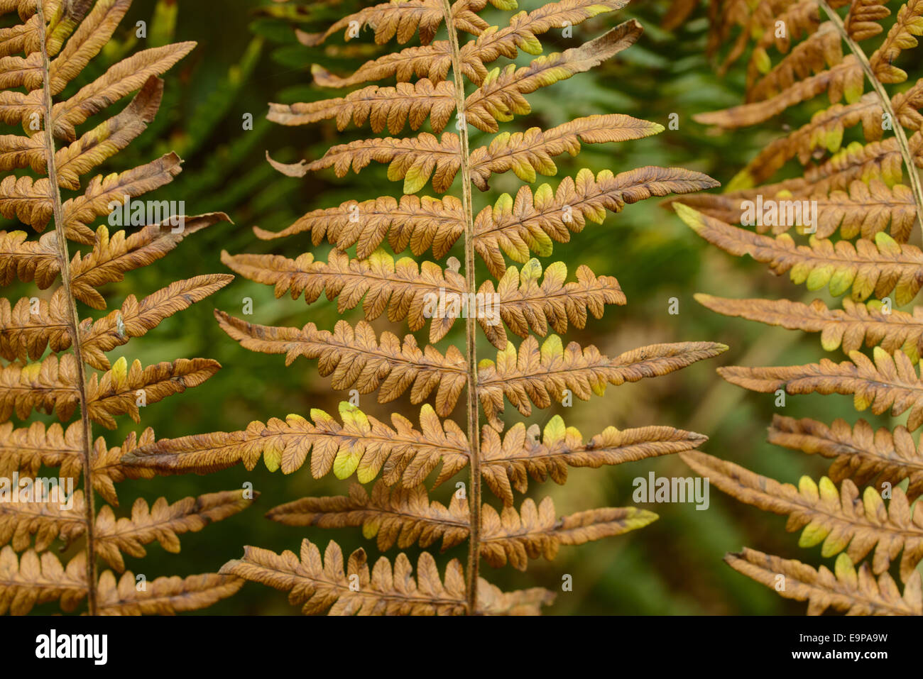 Male Fern (Dryopteris filix-mas) close-up of fronds in autumn colour, growing on woodland floor, Blithfield, Staffordshire, England, October Stock Photo