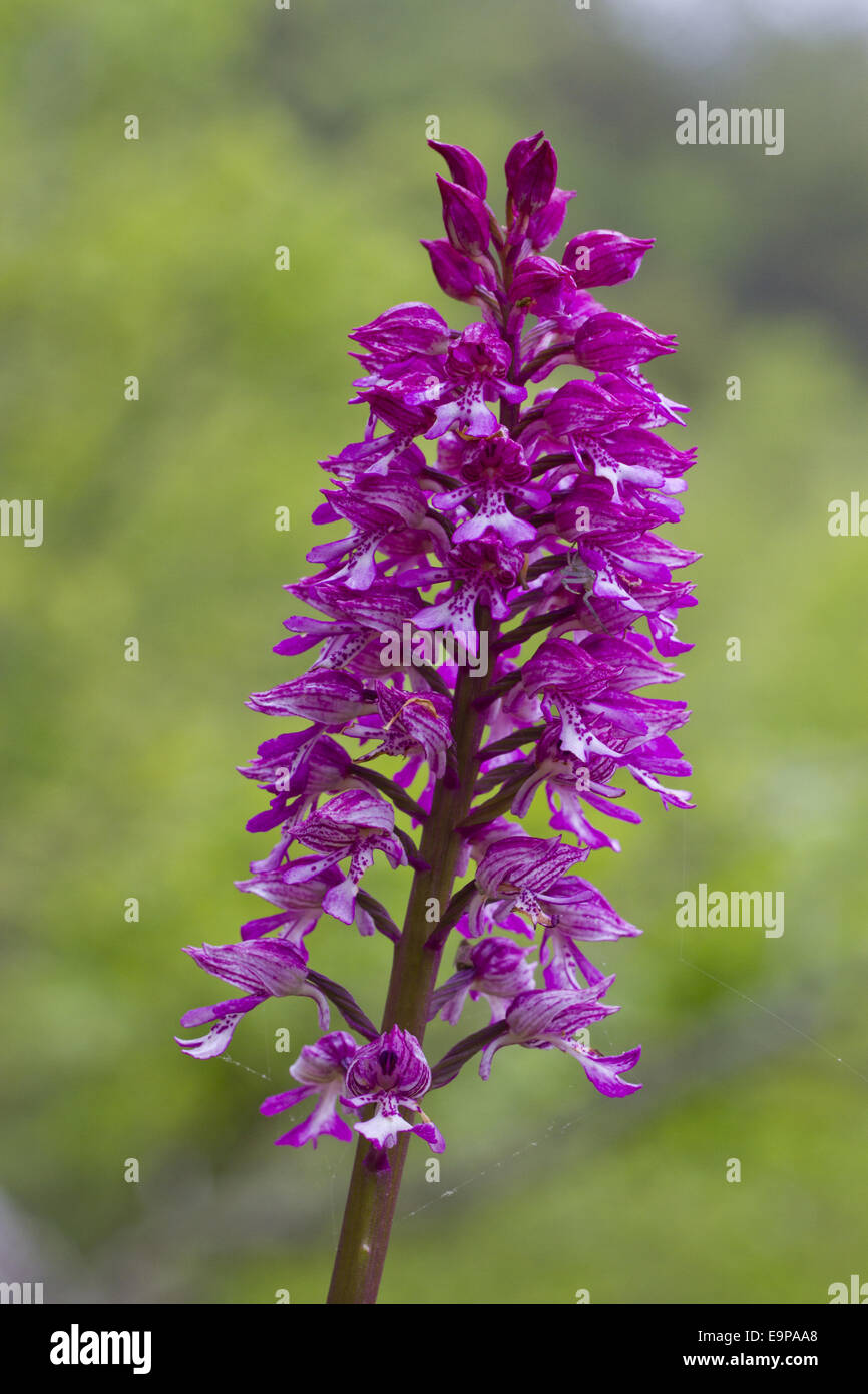 Hybrid Orchid (Orchis hybrida) hybrid of Lady Orchid (O. purpurea) and Military Orchid (O. militaris), close-up of flowerspike, Stock Photo
