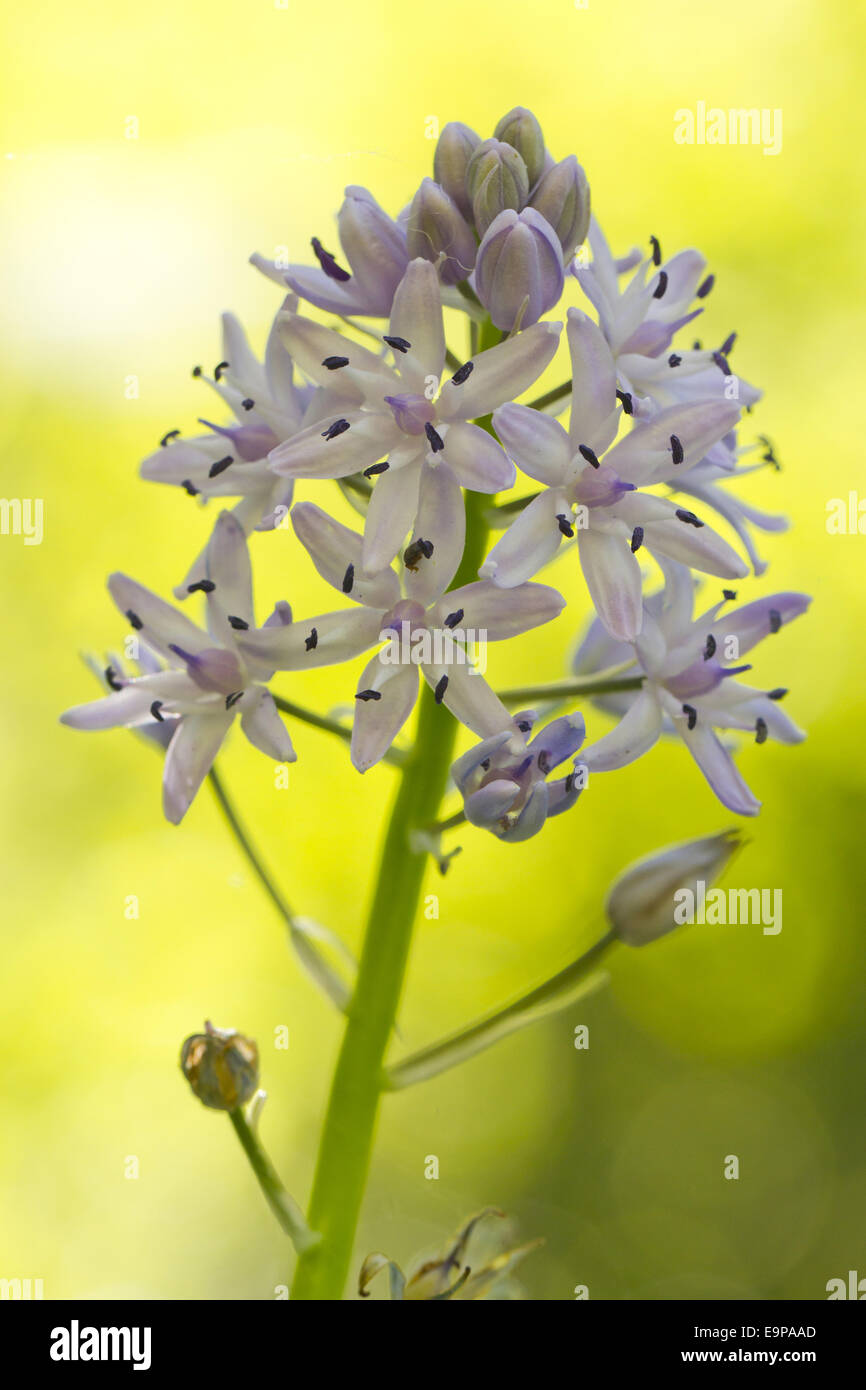 Pyrenean Squill (Scilla liliohyacinthus) close-up of flowerspike, Ariege Pyrenees, Midi-Pyrenees, France, May Stock Photo