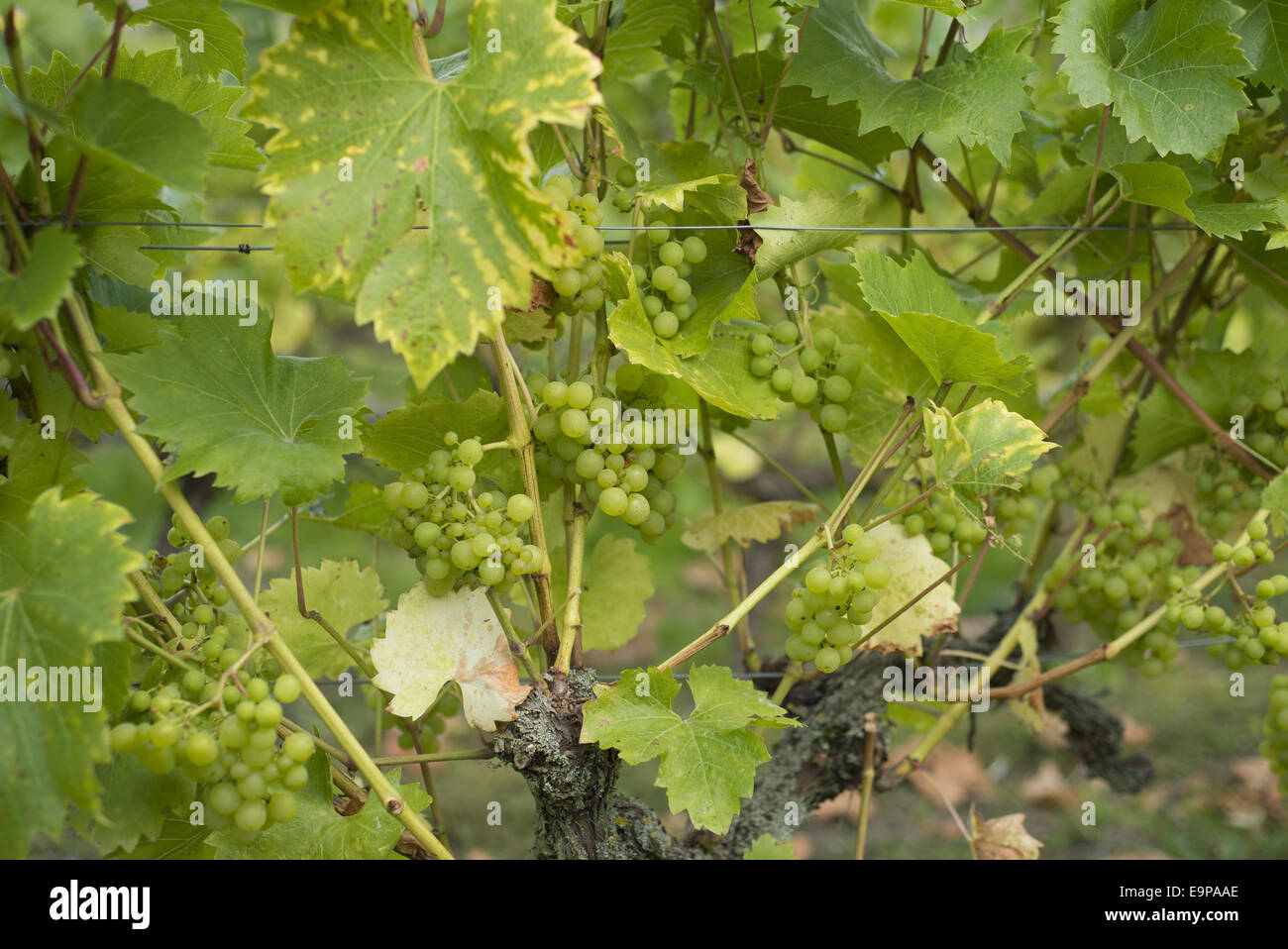 Grape phoenix hires stock photography and images Alamy