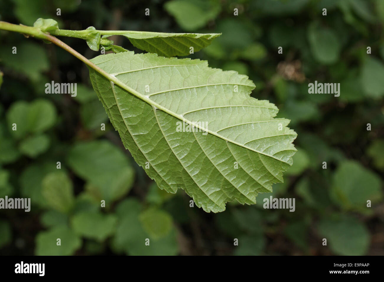 Common Alder (Alnus glutinosa) close-up of leaf underside, growing in hedgerow beside ditch, Mendlesham, Suffolk, England, August Stock Photo