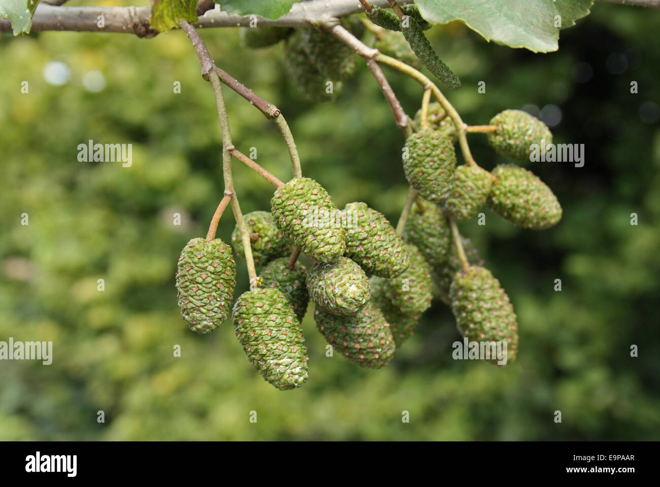 Common Alder (Alnus glutinosa) close-up of cones, growing in hedgerow beside ditch, Mendlesham, Suffolk, England, August Stock Photo