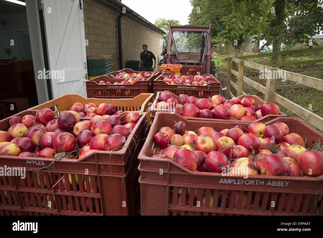 Cultivated Apple (Malus domestica) harvested fruit, cider apples ready for pressing at Benedictine monastery, Ampleforth Abbey, Stock Photo