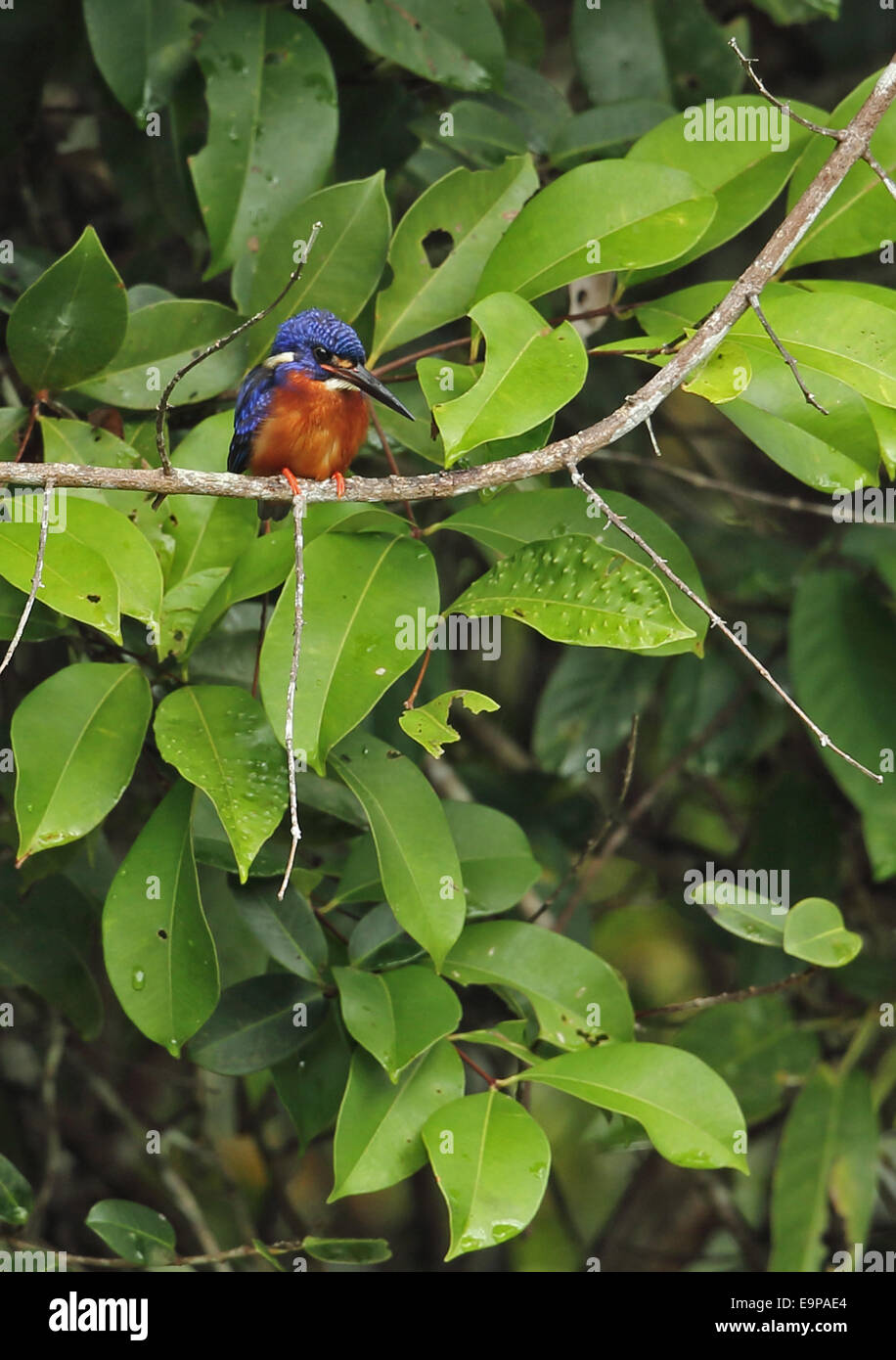 Blue-eared Kingfisher (Alcedo meninting meninting) adult male, perched on branch, Way Kambas N.P., Lampung Province, Sumatra, Greater Sunda Islands, Indonesia, June Stock Photo