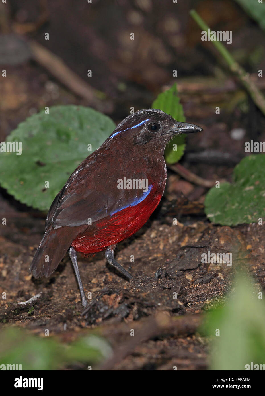 Graceful Pitta (Pitta venusta) adult, standing on forest floor, Kerinci Seblat N.P., Sumatra, Greater Sunda Islands, Indonesia, Stock Photo