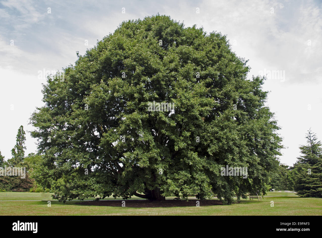 Chestnut-leaved Oak (Quercus castaneifolia) habit, growing in botanic gardens, Royal Botanic Gardens, Kew, Richmond upon Thames, Greater London, England, August Stock Photo