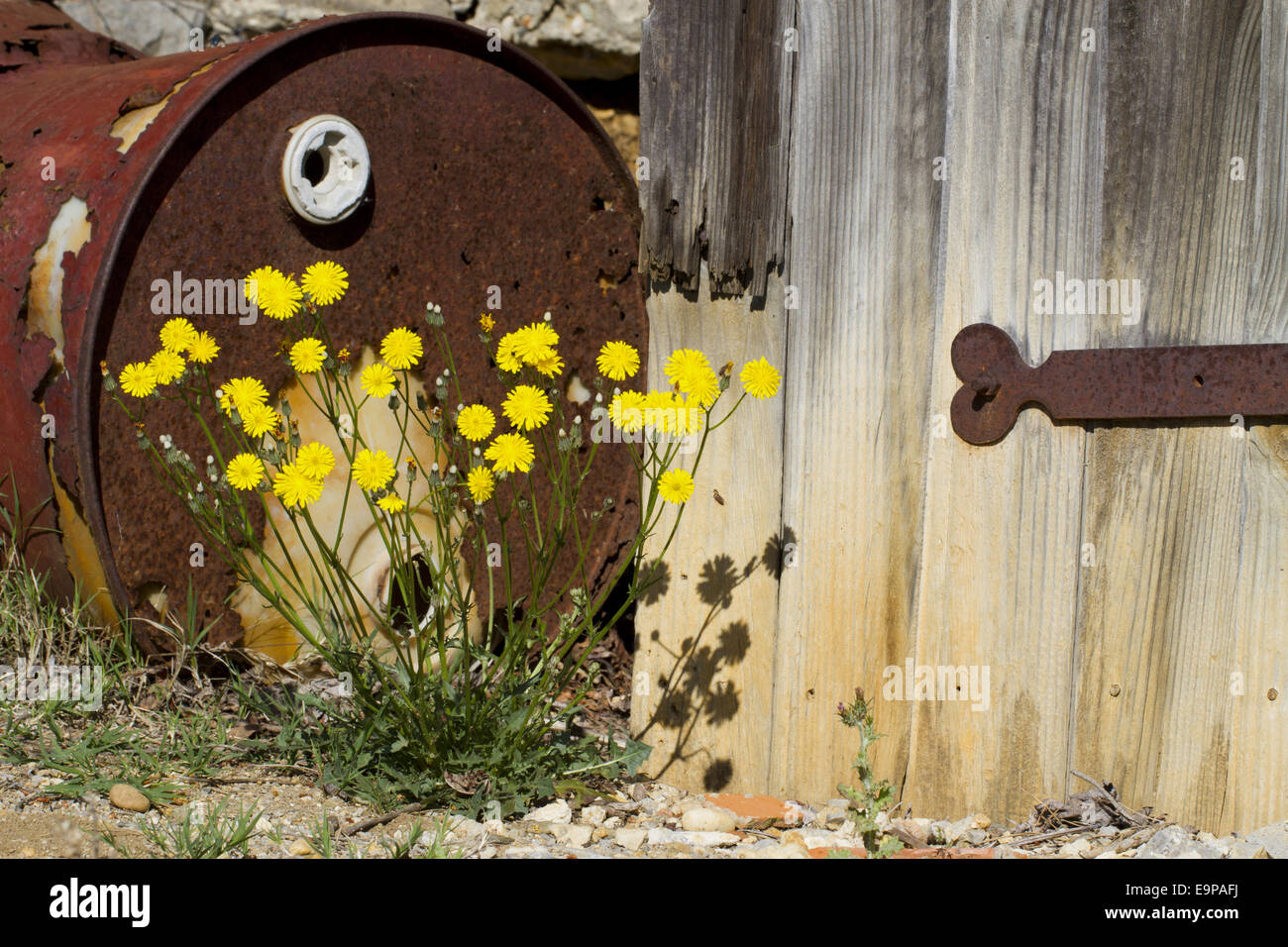 French Hawksbeard (Crepis nicaeensis) flowering, growing beside old door and rusty barrel at edge of vineyard, Ile St. Martin, Aude, Languedoc-Roussillon, France, May Stock Photo