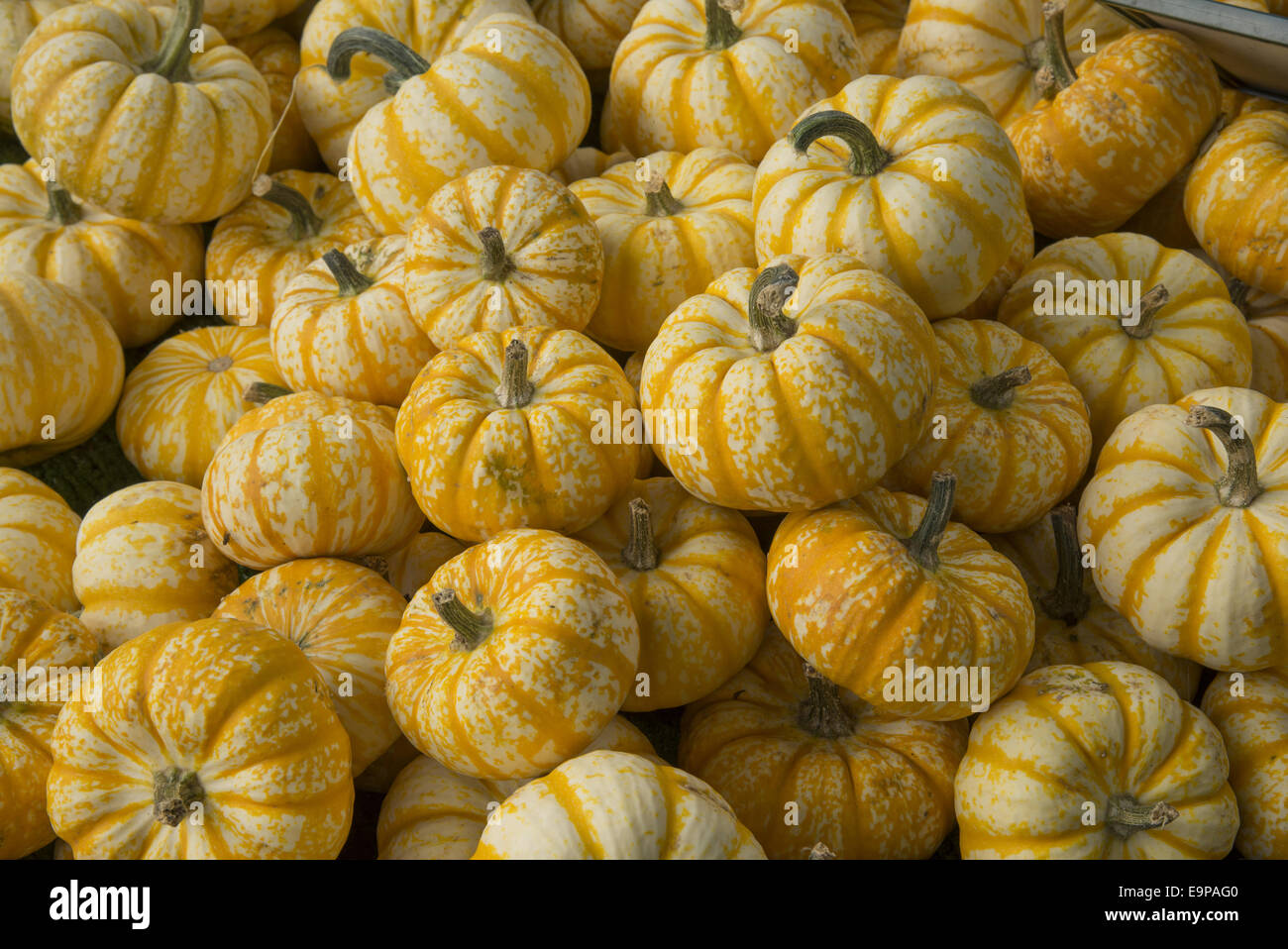 Squash (Cucurbita sp.) ‘Pump-ke-mon’, fruit, Warwickshire, England