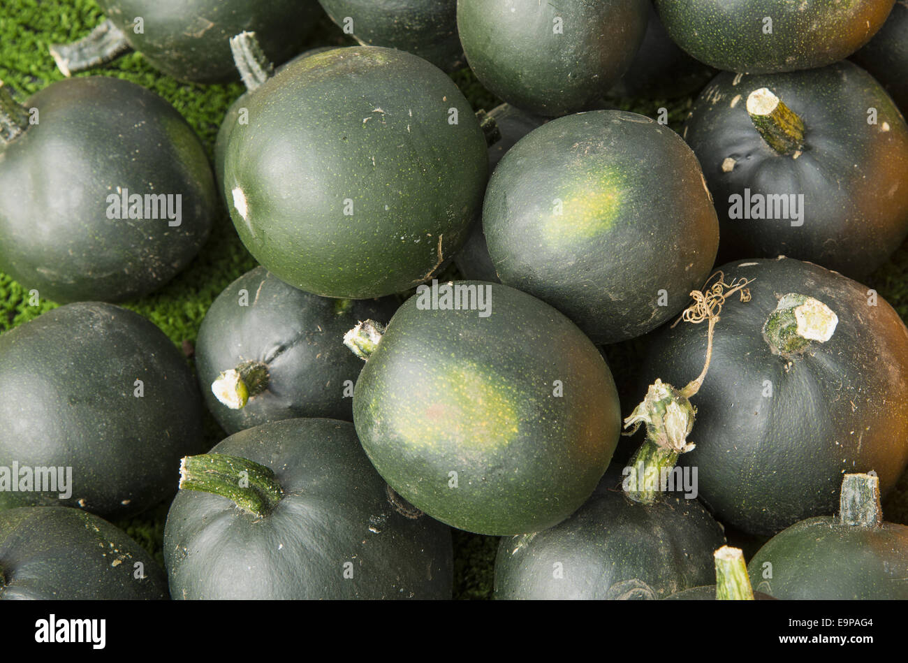 Squash (Cucurbita sp.) 'Little Gem', fruit, Warwickshire, England, September Stock Photo