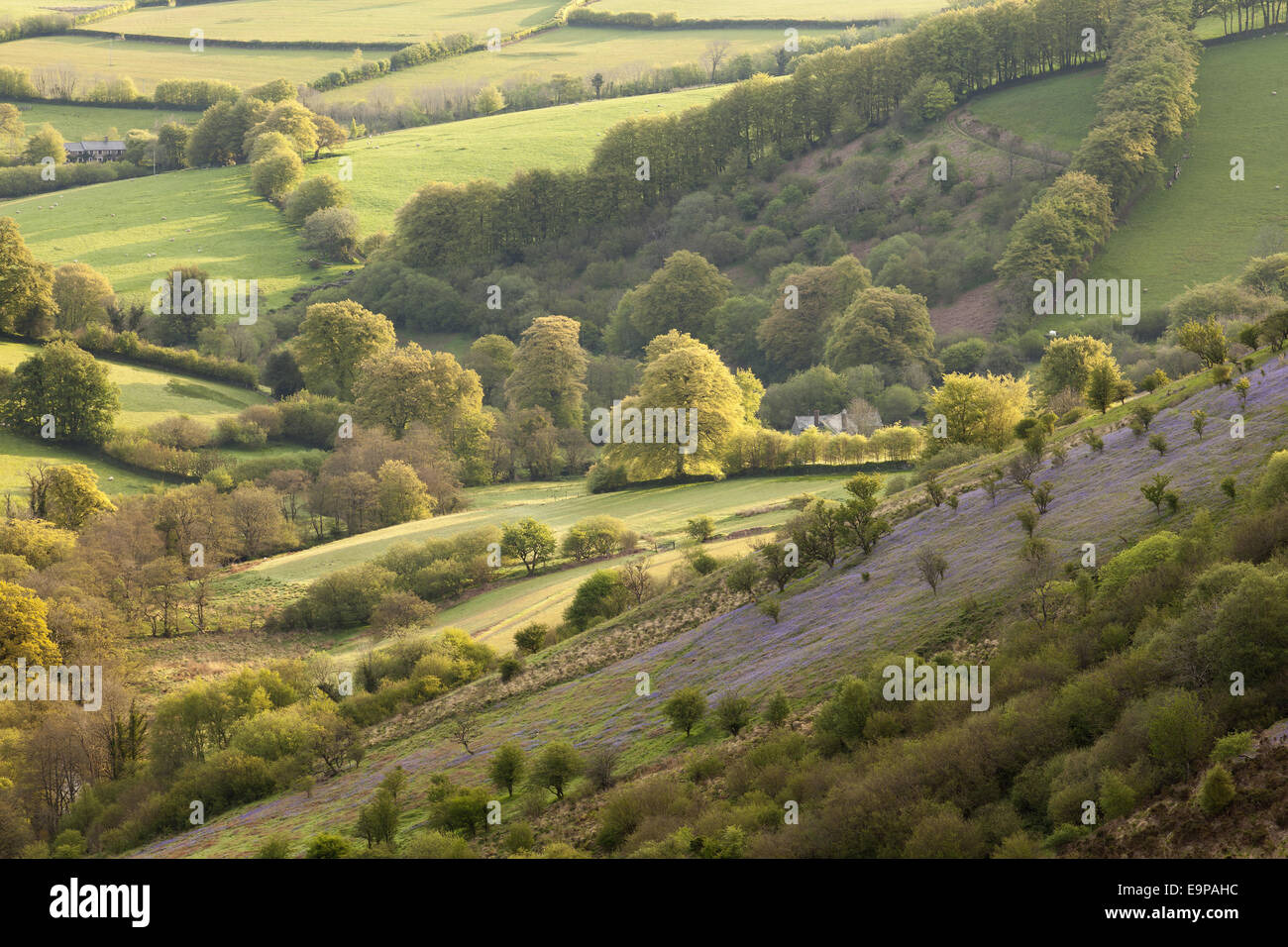 View of hillside with Bluebell (Endymion non-scriptus) flowering mass, growing on slope at dawn, looking from Room Hill, Lyncombe Hill, Exmoor N.P., Somerset, England, May Stock Photo