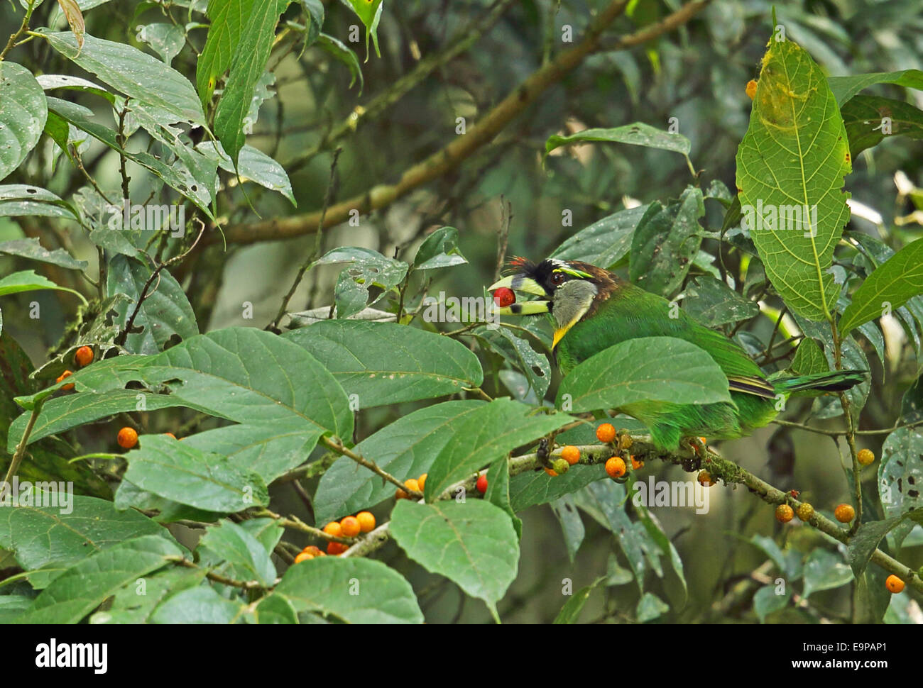 Fire-tufted Barbet (Psilopogon pyrolophus) adult, feeding on fruit, Kerinci Seblat N.P., Sumatra, Greater Sunda Islands, Indonesia, June Stock Photo