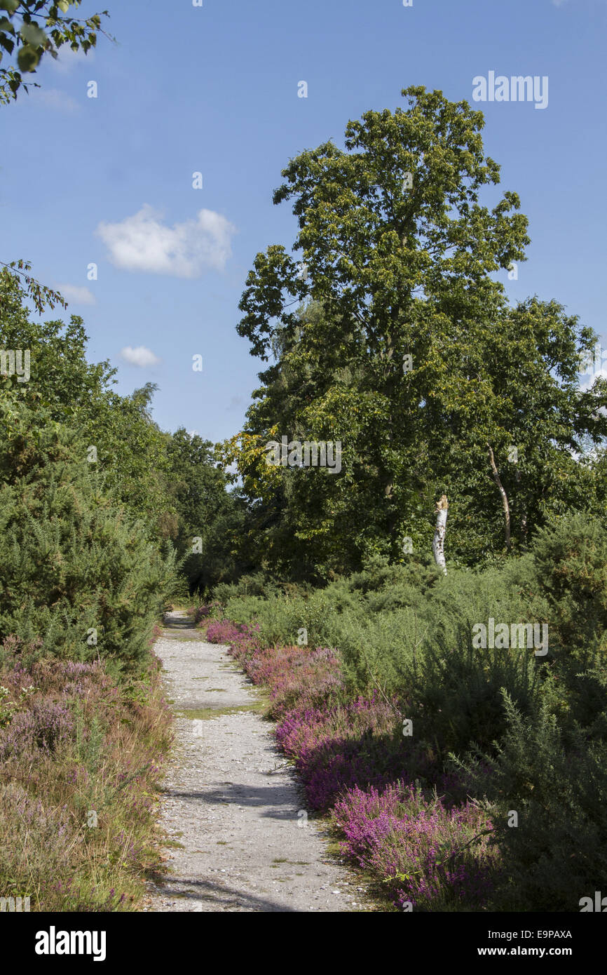 A footpath on Westleton Heath with Heather and Sweet Chestnut tree Stock Photo