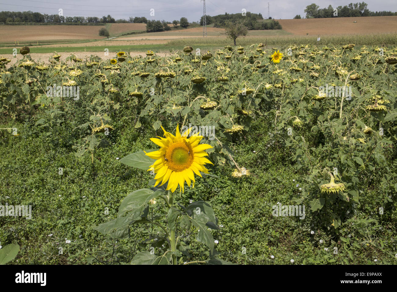 Downward facing over ripe sunflowers heads, together with two fresh flowers. In Italian farm field Stock Photo