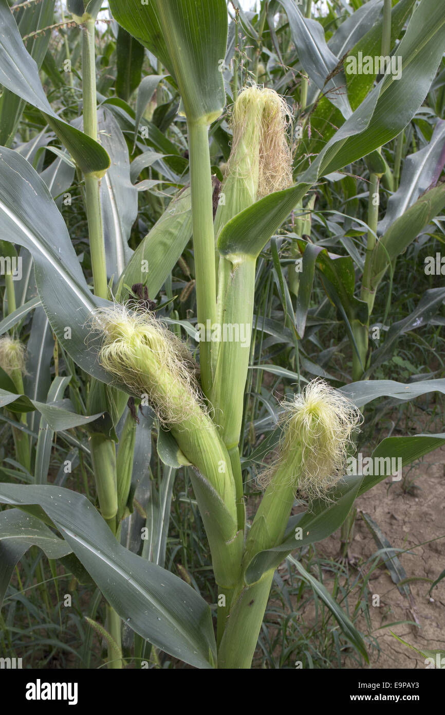 Young maize cobs Stock Photo
