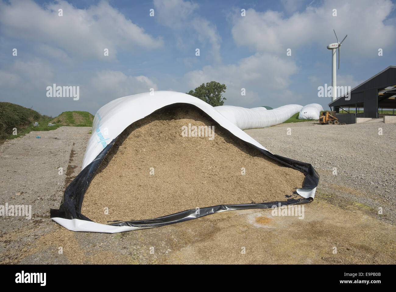 Whole-crop wheat in ag-bags on farm, with wind turbine in background, Yorkshire, England, September Stock Photo