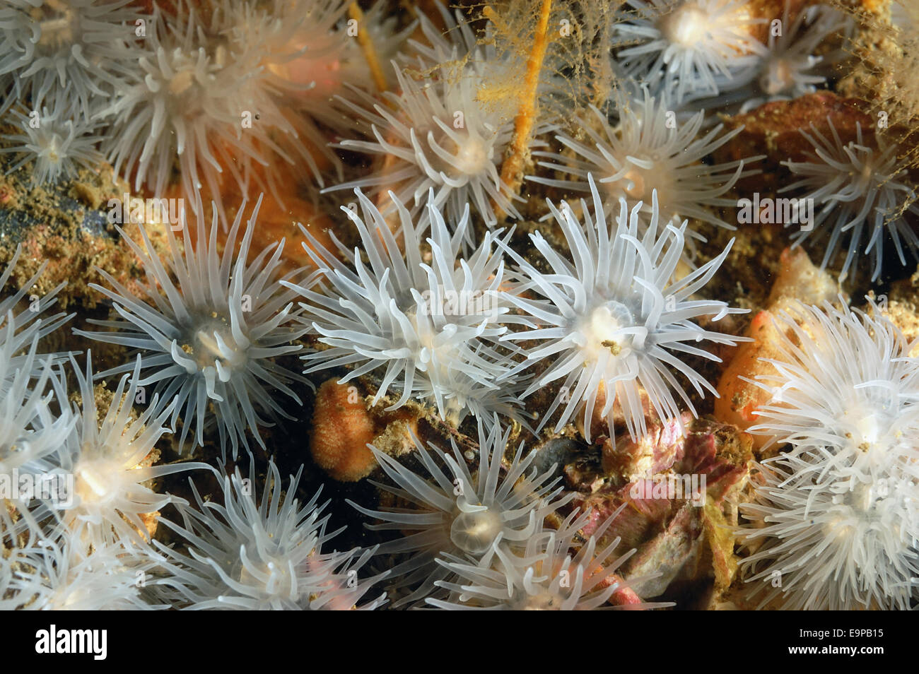 Sea Loch Anemone (Protanthea simplex) adults, group with tentacles extended, on seabed in sea loch, Loch Carron, Ross and Cromarty, Highlands, Scotland, June Stock Photo