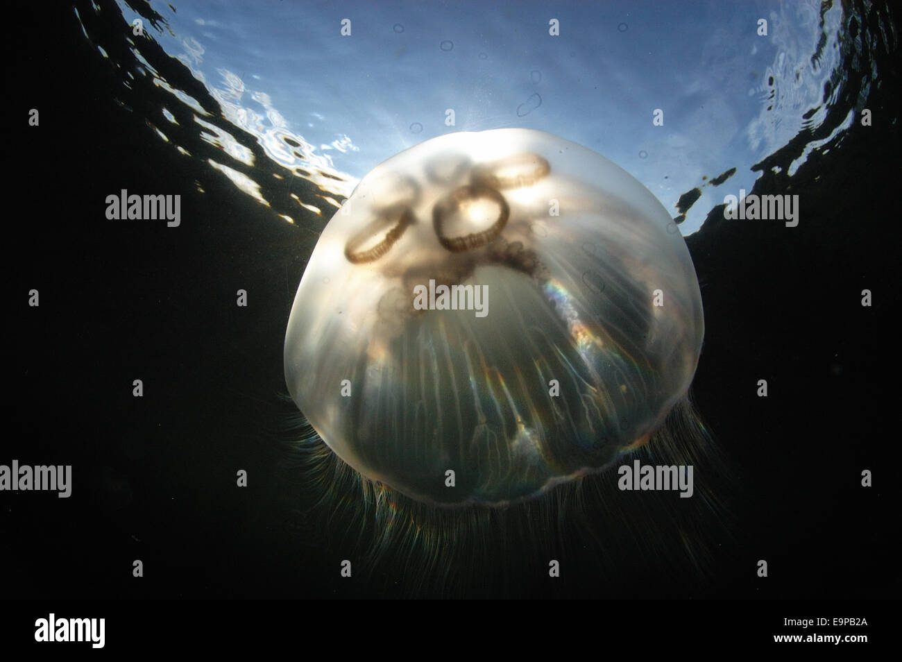 Common Jellyfish (Aurelia aurita) adult, swimming near surface in sea