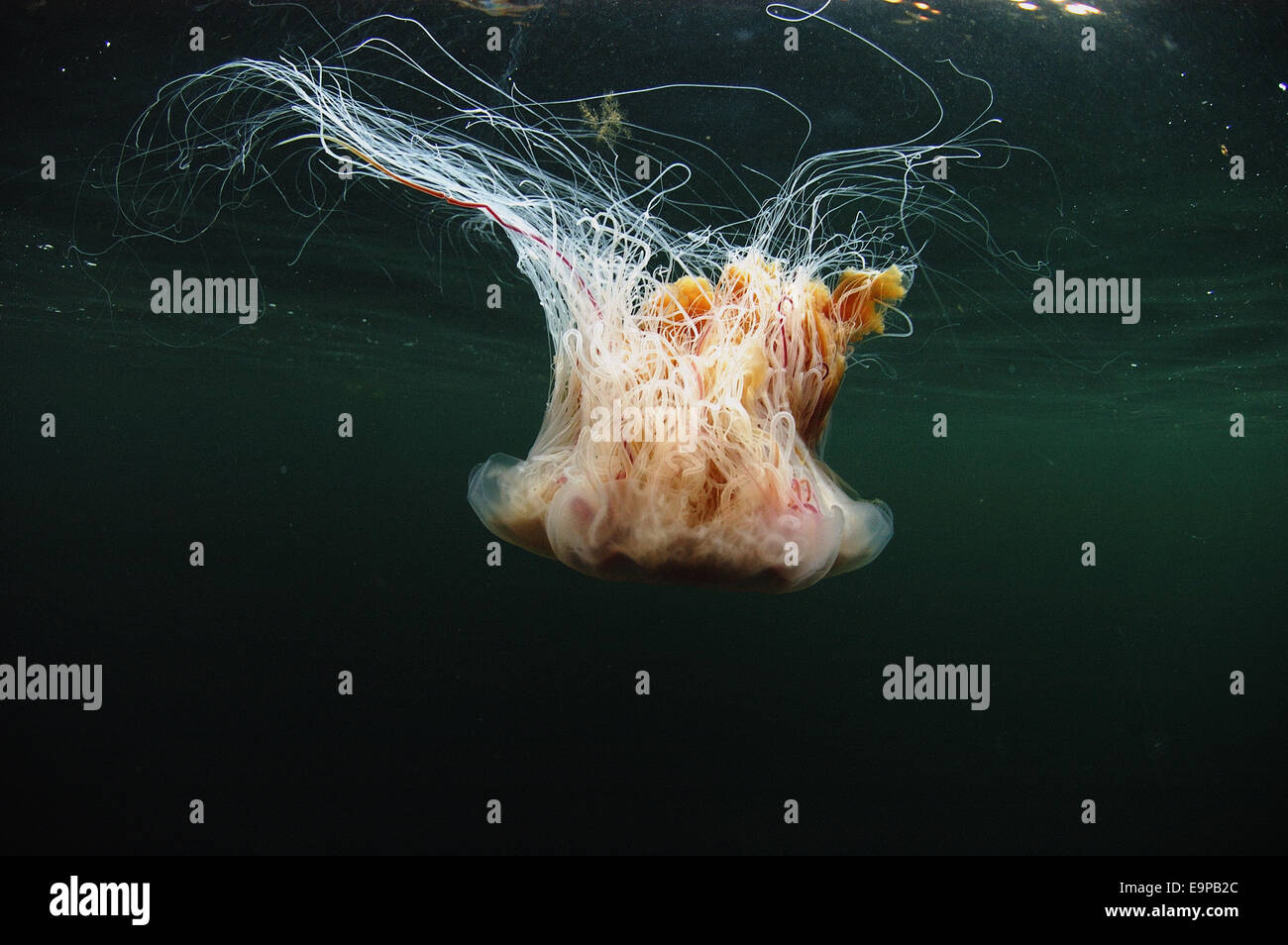 Lion's Mane Jellyfish (Cyanea capillata) adult, swimming near surface in sea loch, Loch Carron, Ross and Cromarty, Highlands, Scotland, June Stock Photo