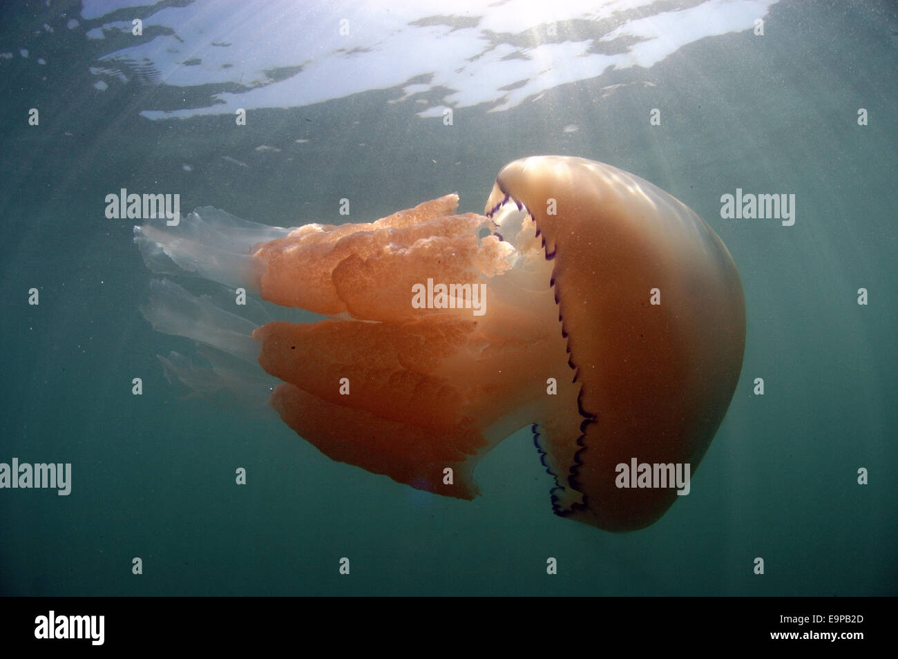 Barrel Jellyfish (Rhizostoma pulmo) adult, swimming near surface