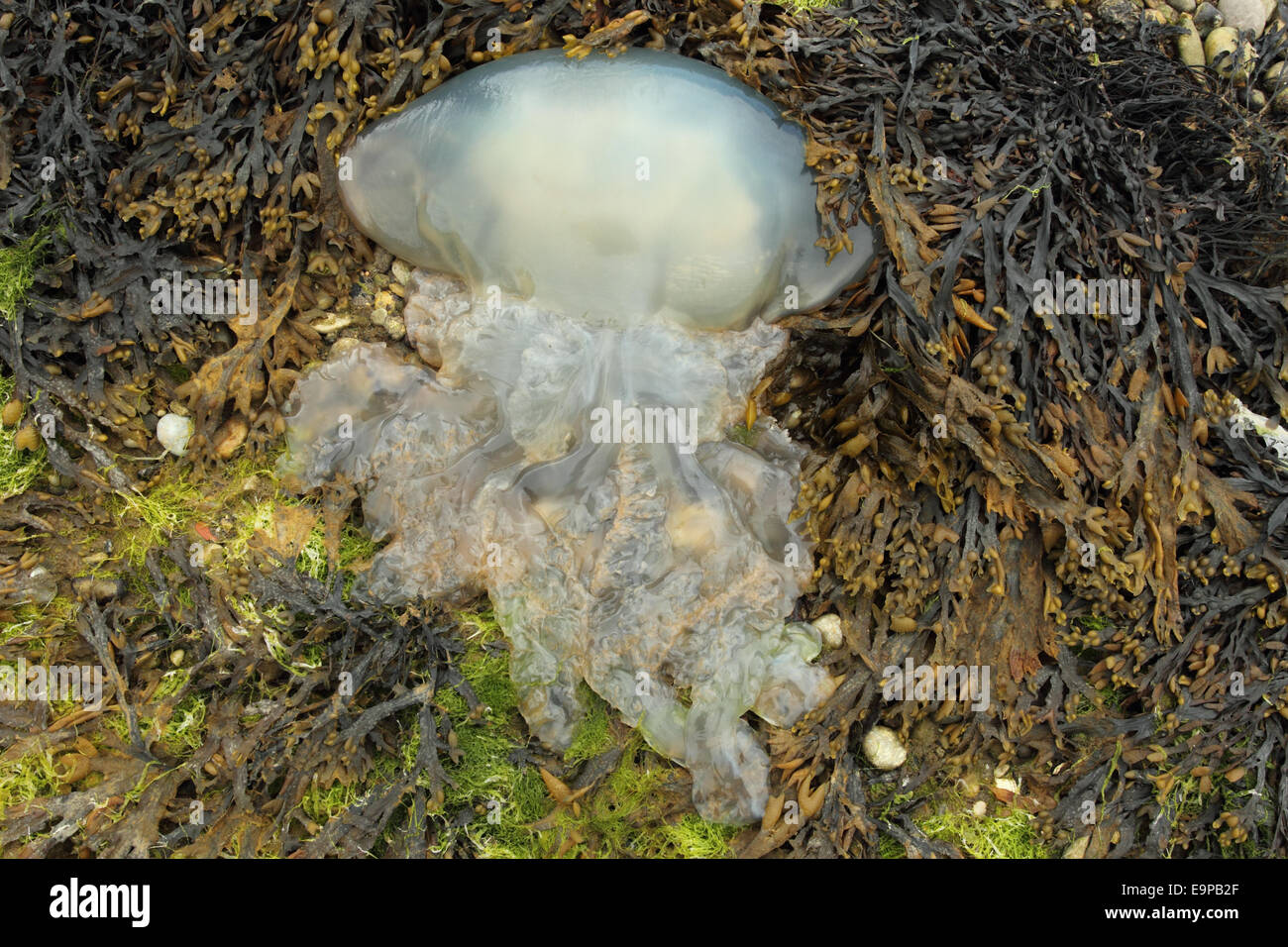 Barrel Jellyfish (Rhizostoma pulmo) dead adult, washed up on beach, Isle of Portland, Dorset, England, May Stock Photo
