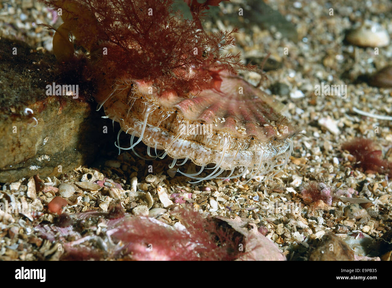 Great Scallop (Pecten maximus) adult, with tentacles extended, on seabed in sea loch, Loch Carron, Ross and Cromarty, Highlands, Scotland, June Stock Photo