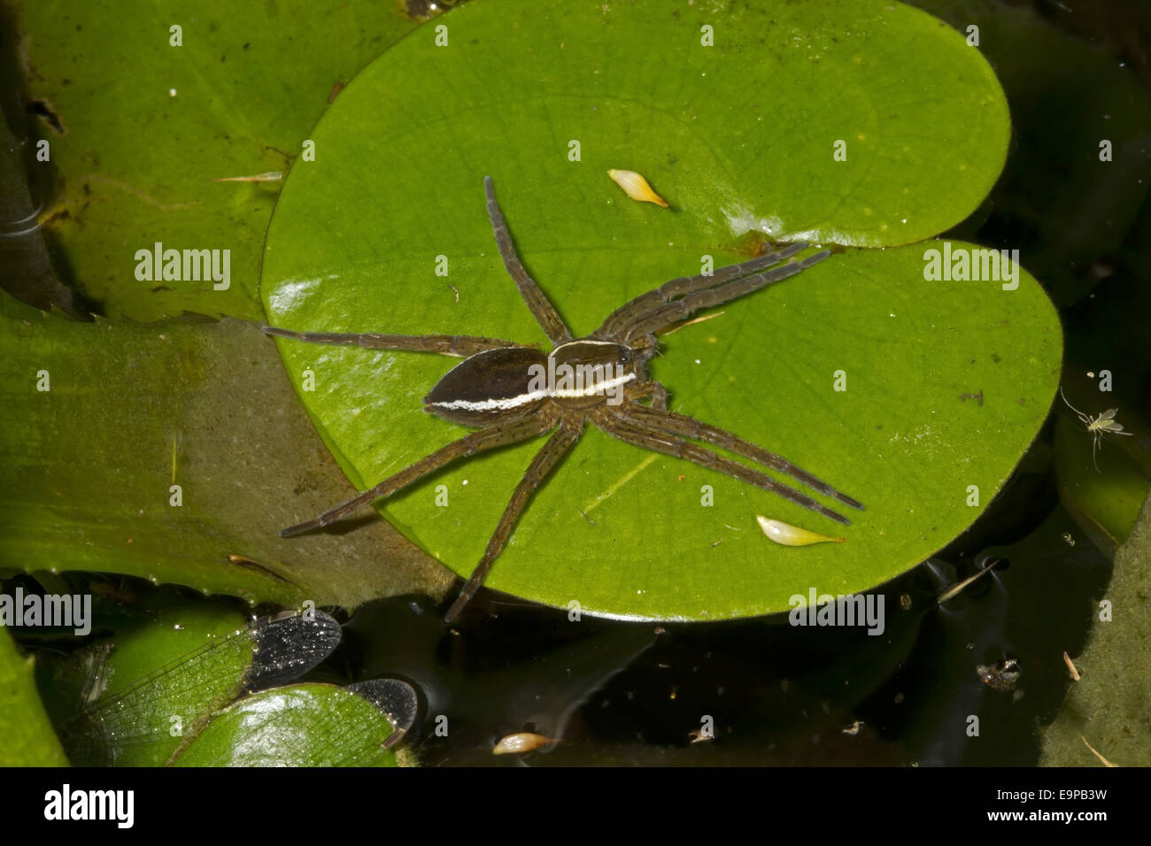 Fen Raft Spider (Dolomedes plantarius) adult, awaiting prey on frogbit leaf, at broadland relocation site, The Broads, Norfolk, Stock Photo