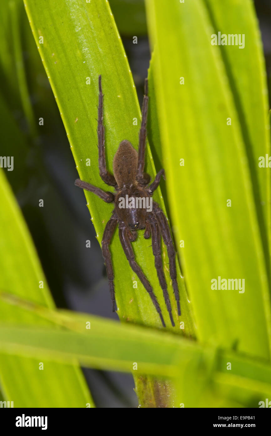 Fen Raft Spider (Dolomedes plantarius) unstriped form, adult female, guarding summer nursery web, at broadland relocation site, Stock Photo