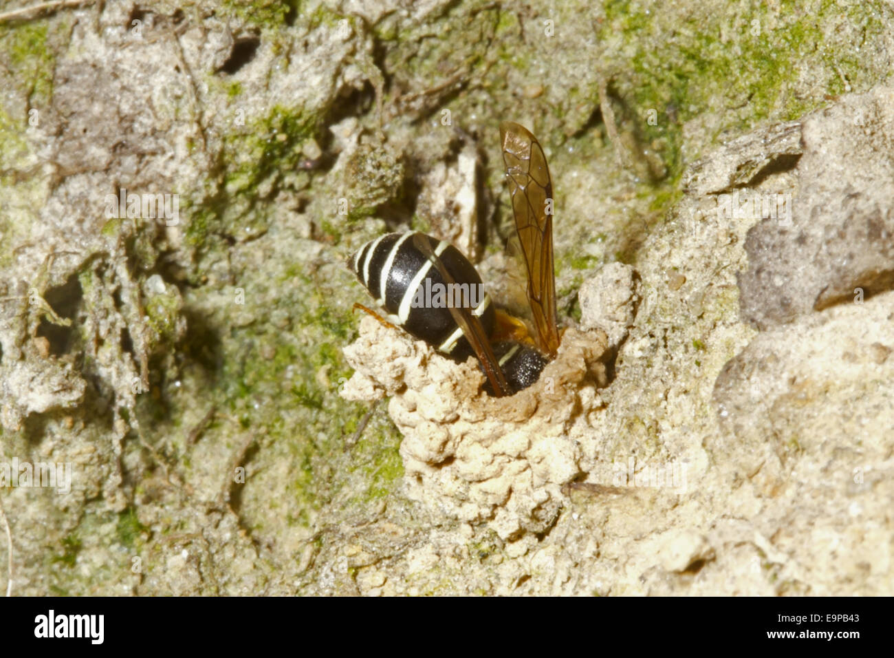Fen Mason Wasp (Odynerus simillimus) adult, entering nest chimney