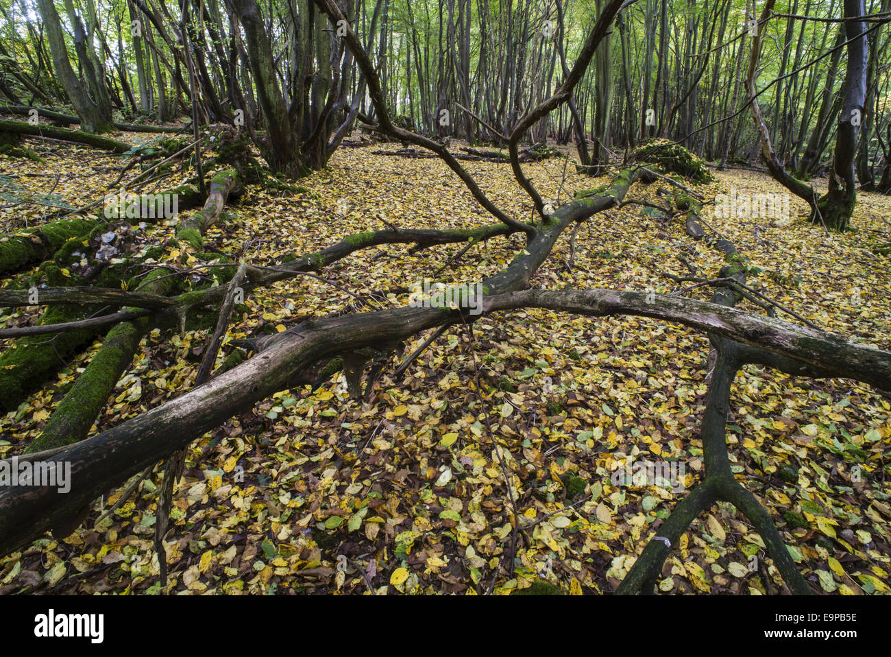 Fallen tree branches and leaf litter on floor of coppice woodland habitat, Kent, England, October Stock Photo